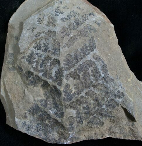 Million Year Old Fern Fossil #7857